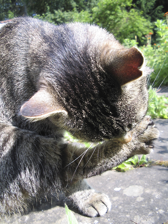 Katze Putzt Sich Hektisch Und Rennt Weg Putzverhalten von Hauskatzen, Dauer, Putzarten, Zwecke, Fremdputzen und